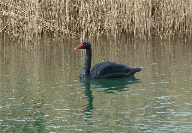 schwarzer Schwan